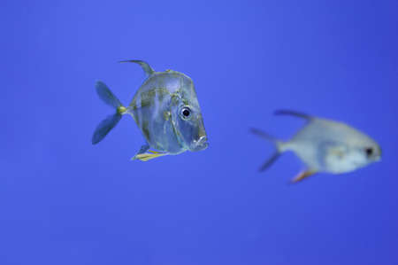 Underwater scene, showing different colorful fishes swimmingの写真素材