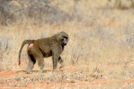 Young olive baboon in Masai Mara National Park of Kenyaの写真素材