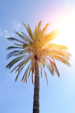 Beautiful palm trees on blue skyの写真素材