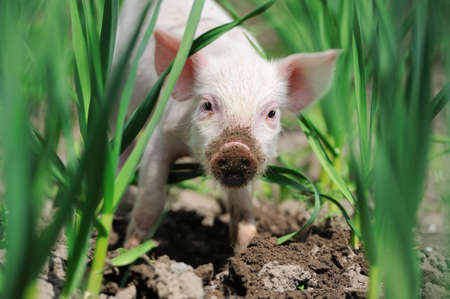 Piglet on spring green grass on a farmの写真素材
