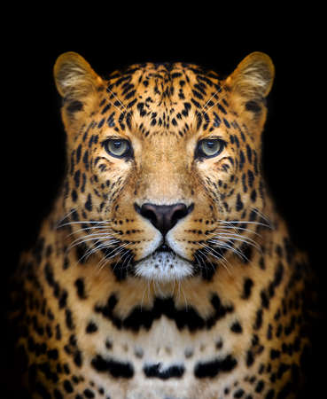 Close-up leopard portrait on dark background Close-up leopard portrait on dark background