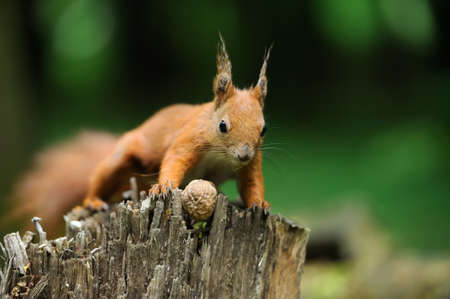 Red squirrel on a tree stump with nuts