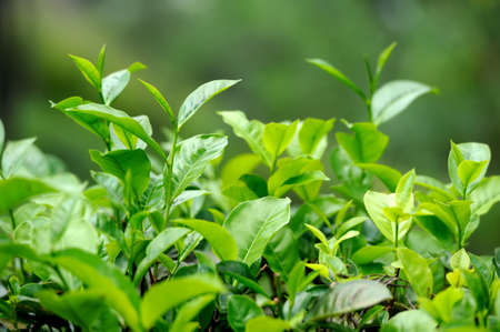 Tea bud and leaves. Tea plantations, Sri Lanka