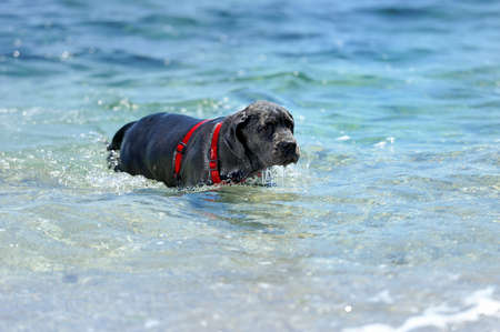 Sad young black dog swimming in the seaの写真素材
