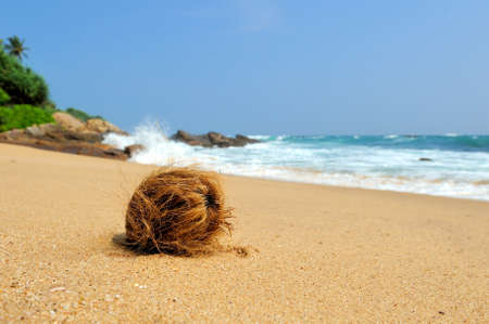 Nobody coconut on tropical island beach oceanの写真素材