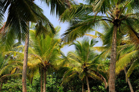Coconut green palm tree on blue sky backgroundの写真素材