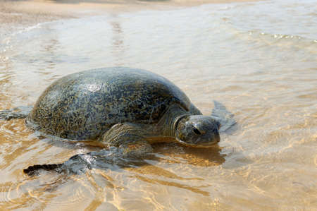 Turtle on the wild beach. Sri Lanka island