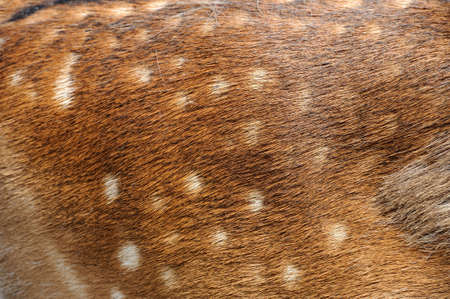 Texture of real axis sika deer furの写真素材
