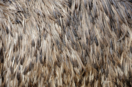 Close-up view of the feathers of an ostrichの写真素材