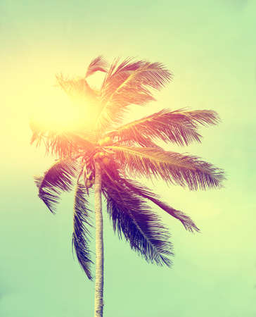 Coconut green palm tree on blue sky backgroundの写真素材