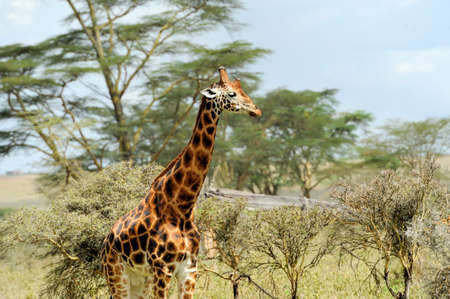 Giraffe in the wild. Africa, National Park of Kenyaの写真素材
