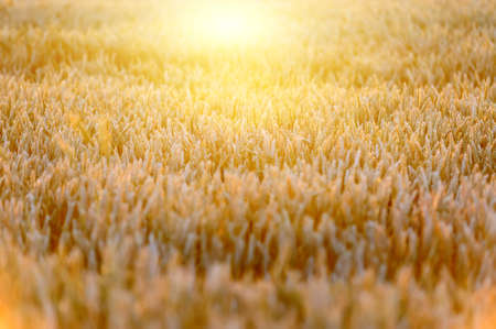 Ears of ripe wheat on a  sun in the eveningの写真素材