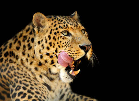 Close up wild leopard on the dark の写真素材