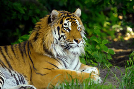 Amur Tigers on a geass in summer dayの写真素材
