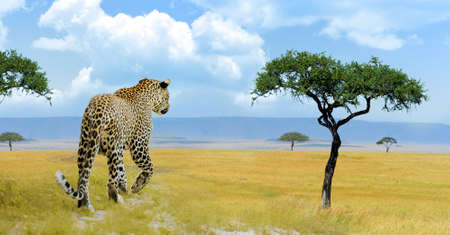 Leopard in the wild on the island of Sri Lankaの写真素材