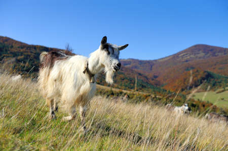 Close-up nobody goat in mountain. Autumn seasonの写真素材