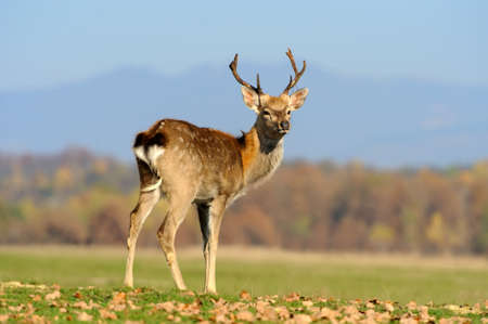 Close-up young whitetail deer standing in autumn day