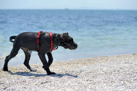 Close-up sad young black dog on a beach