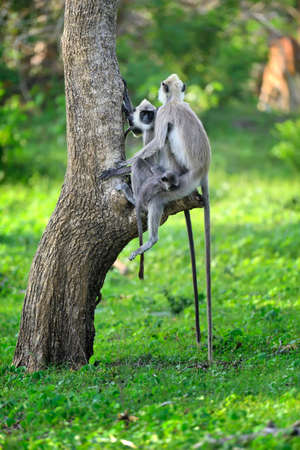 Monkey in the living nature. Country Of Sri Lanka