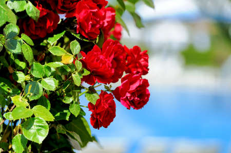 Close up beautiful red rose in a gardenの写真素材