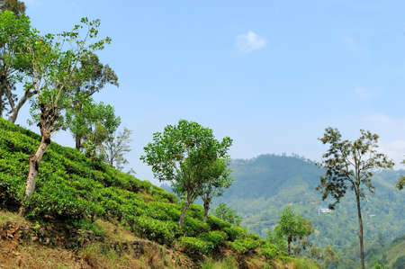 Tea plantation highlands in Sri Lanka island