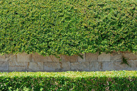 Abstract green small leaves wall with stone