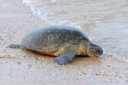 Turtle on the wild beach. Sri Lanka islandの写真素材