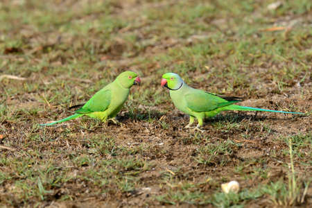 Two Rose-ringed Parakeet. Sri lanka island