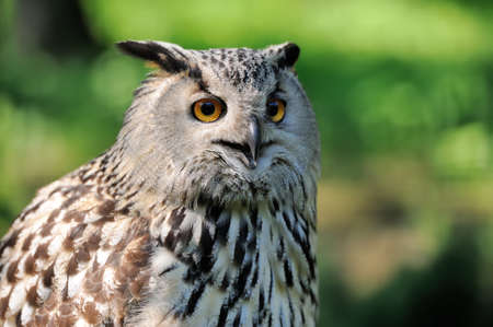 Wild young owl portrait on green の写真素材