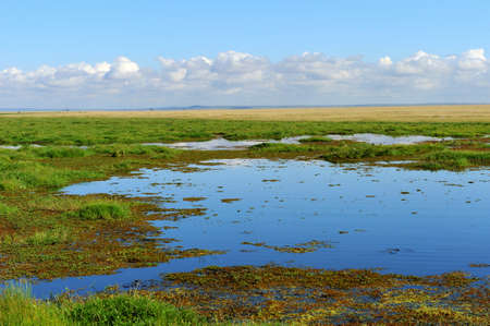Savannah landscape in the National park of Kenya, Africaの写真素材
