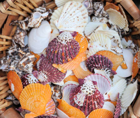 Seashell , lots of different seashells piled togetherの写真素材