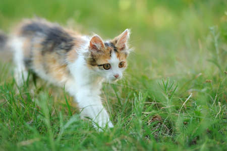 Tri colored young cat in the summer grassの写真素材