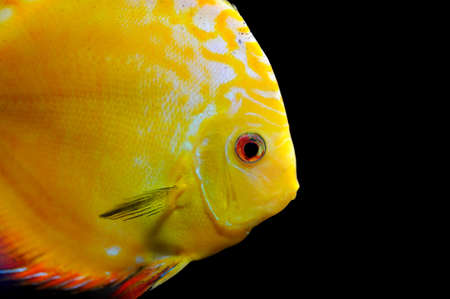 Close up yellow fish on dark 