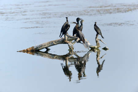 Darter in the lake.Sri Lanka islandの写真素材