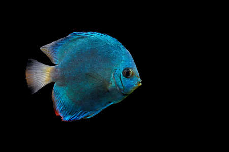 Close up blue fish on dark の写真素材