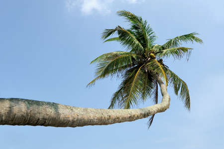 Coconut green palm tree on blue sky の写真素材