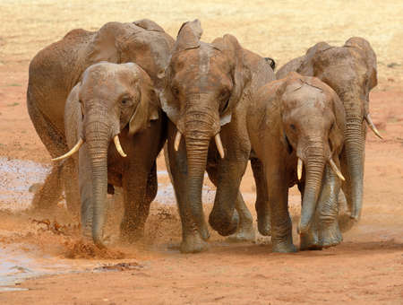 Elephant in lake. National park of Kenya, Africaの写真素材