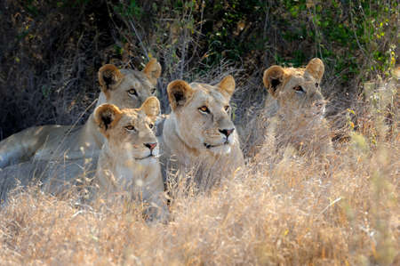 Close lion in National park of Kenya, Africaの写真素材