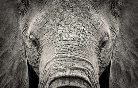 Close-up of African Elephant (Loxodonta africana). Kenya, Africaの写真素材
