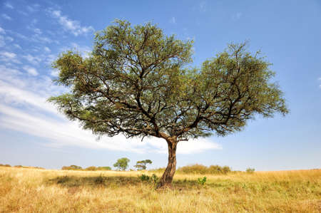 Beautiful landscape with tree in Africaの写真素材