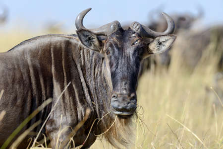 Portrait of a wildebeest, National park of Kenya, Africaの写真素材