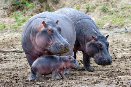Hippo family (Hippopotamus amphibius) outside the water, Africaの写真素材