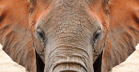 Close-up of African Elephant (Loxodonta africana). Kenya, Africaの写真素材