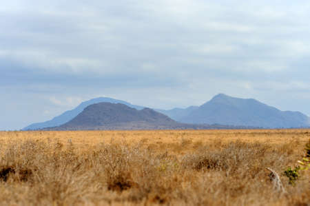 Landscape in Tsavo National Park, Kenya, Africaの写真素材