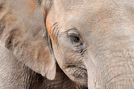 Close-up of African Elephant (Loxodonta africana). Kenya, Africaの写真素材