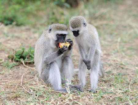 Vervet Monkey eat apple, National park of Kenya, Africa