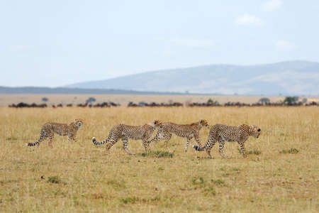 Wild african cheetah, beautiful mammal animal. Africa, Kenyaの写真素材