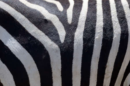 Detail of a black and white stripes on a zebra skinの写真素材