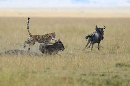 Wild african cheetah, beautiful mammal animal. Africa, Kenyaの写真素材