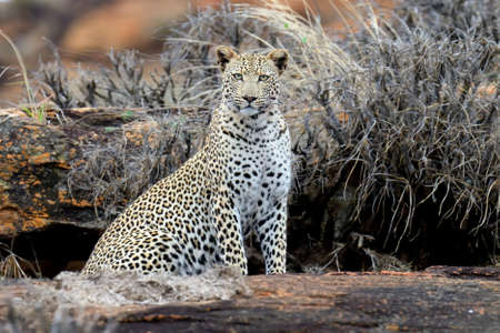 Close-up leopard in National park of Kenya, Africaの写真素材